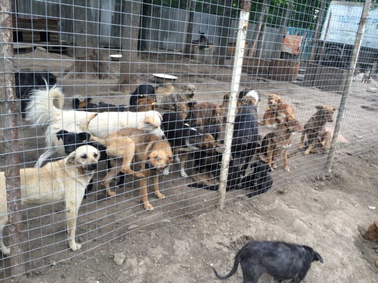 Haţeg şi Petroşani: DROGURI de risc și ANIMALE MUTILATE în adăposturile de câini