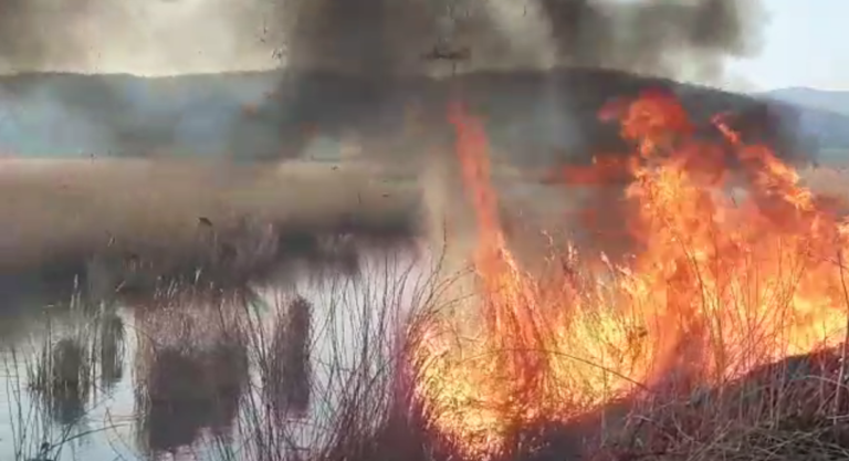 Incendiu la ferma piscicolă Aurel Vlaicu (VIDEO)