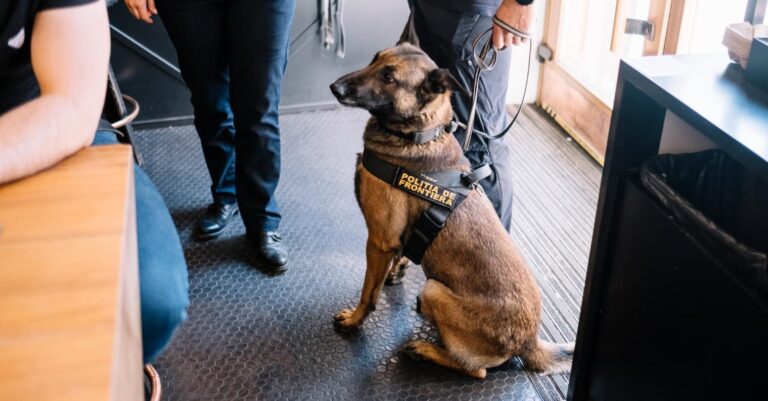 Participanții la festivalul ELECTRIC CASTLE vor fi întâmpinați de câinele-campion Skinny, care depistează ȘASE tipuri de droguri