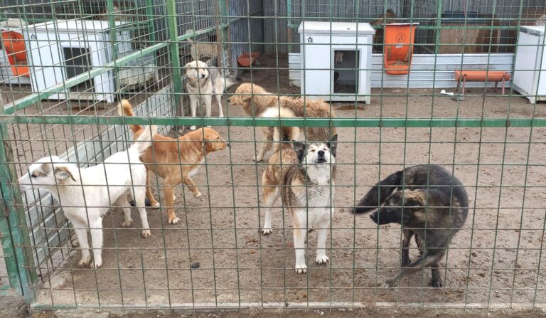 AFACERI ILEGALE cu câini fără stăpân. Poliţiştii de la Protecţia Animalelor Hunedoara au intrat pe filieră
