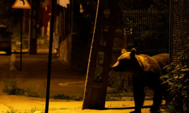 ALERTĂ: URSUL e în oraş! A fost emis mesaj RO-ALERT