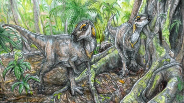 Fosile de dinozaur unice în lume, descoperite în Țara Hațegului. Dinozaurii erau mici, răbdători și înghițeau multe