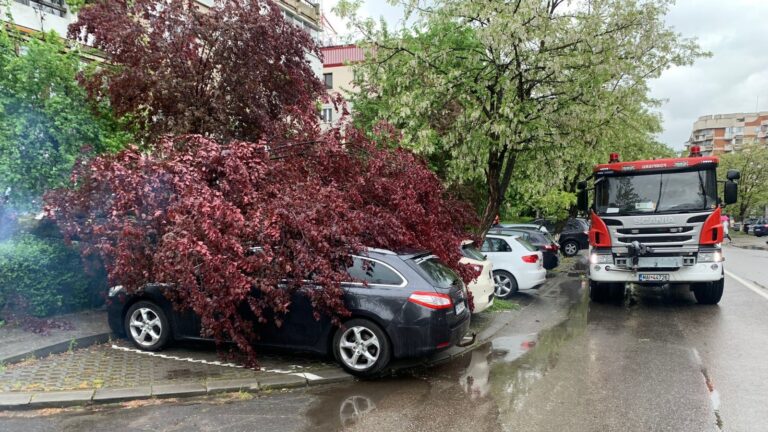 DEVA: Un copac a căzut peste două mașini. Ninsoarea a doborât mai mulți arbori și în Petroșani