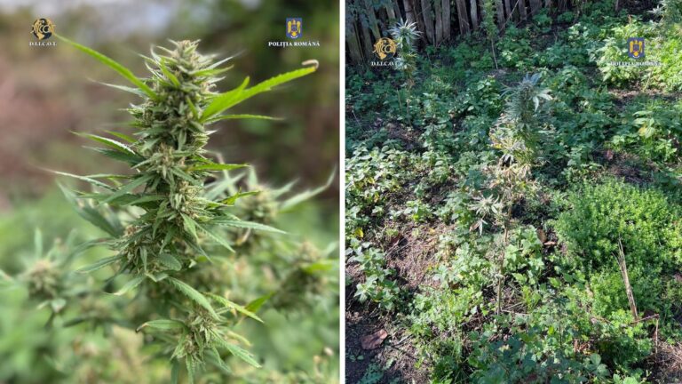 A crescut frumos CANABISUL la Toplița. L-au cules mascații. Țăranul care l-a cultivat a ajuns la beci