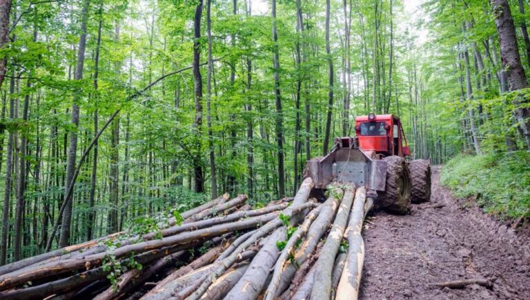 ROMSILVA a montat 117 camere de supraveghere pentru prevenirea TĂIERILOR ILEGALE din păduri