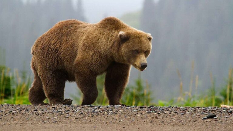 Femeie atacată de urs în localitatea Petrila. A fost transmis mesaj Ro-Alert