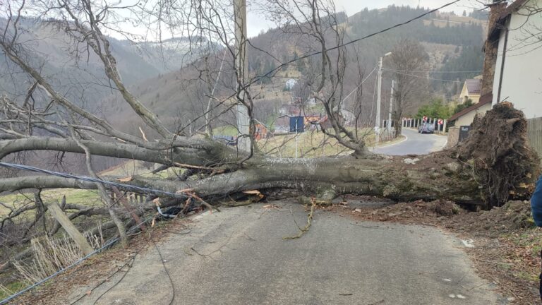 ULTIMA ORĂ: Un copac prăbuşit BLOCHEAZĂ TOTAL drumul între Petroşani şi Parâng. Intervin pompierii – FOTO
