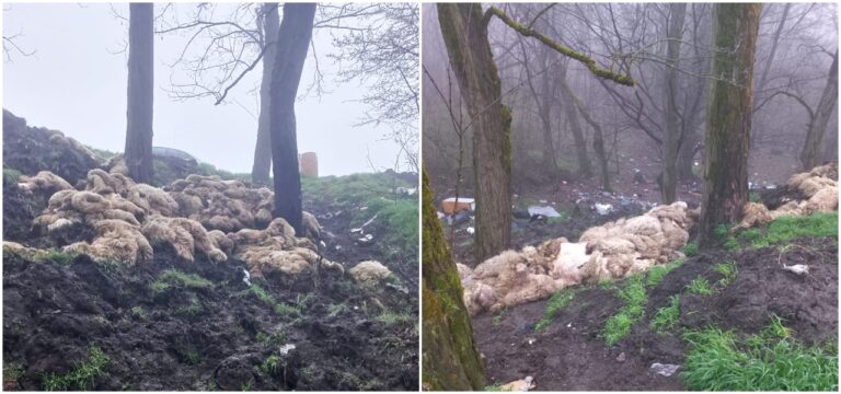 CIUDAT: Zeci de PIEI DE OAIE au fost găsite la marginea șoselei, în județul Hunedoara, în zona „tunelurilor pentru urşi”