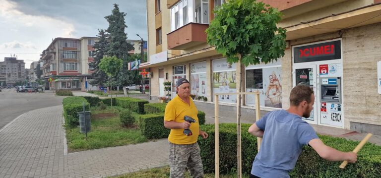 Peştii koi vor înota la umbra arţarilor globulari. Paradisul la SIMERIA