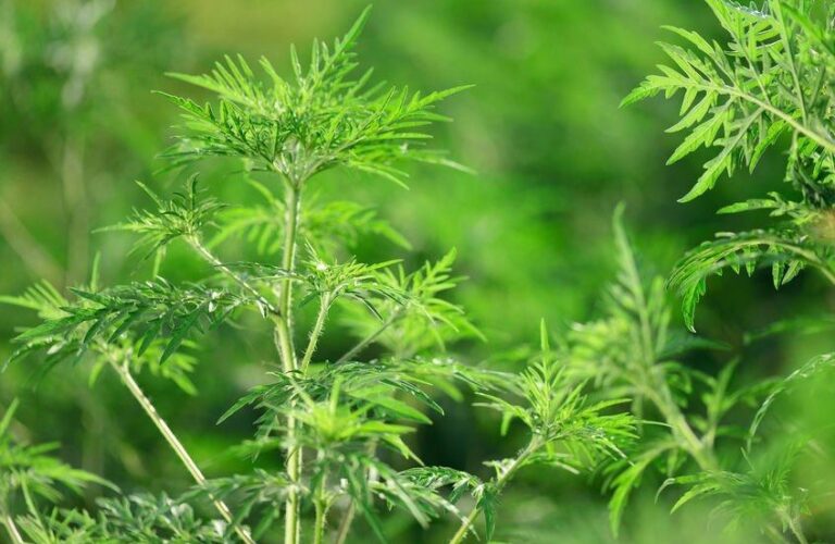 Apel: DISTRUGEȚI ACEASTĂ PLANTĂ! Vă poate pune în pericol grav sănătatea